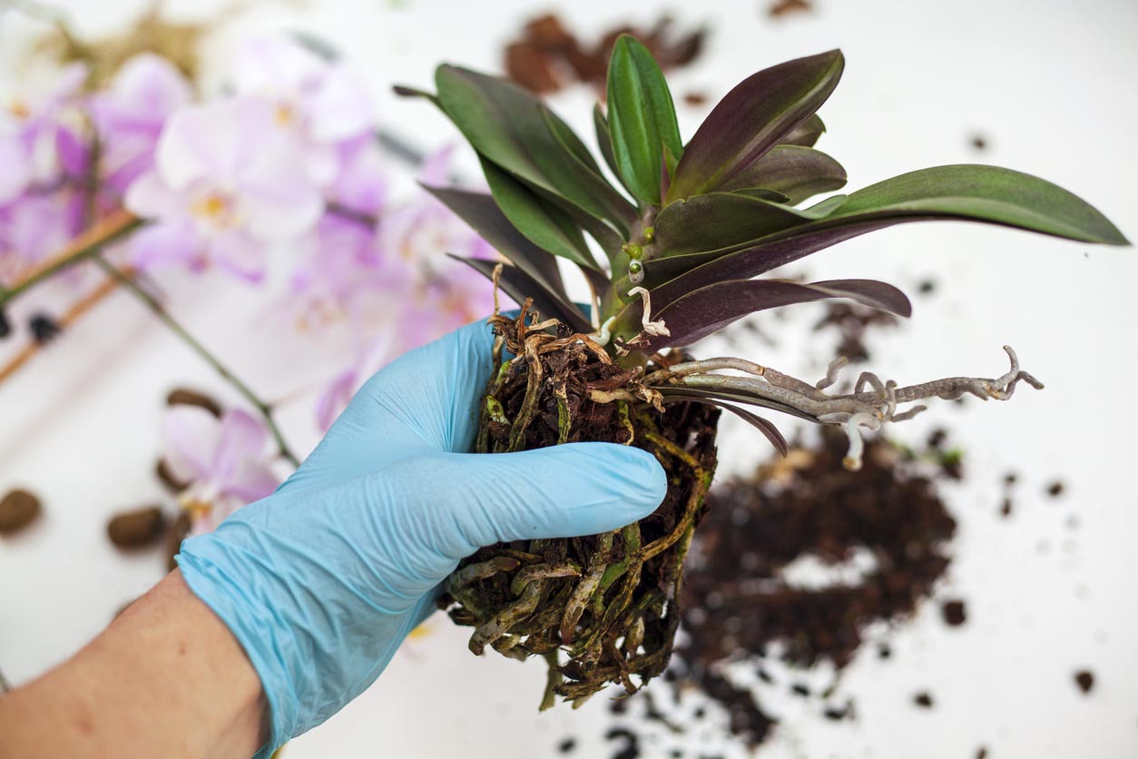 Orchid Care