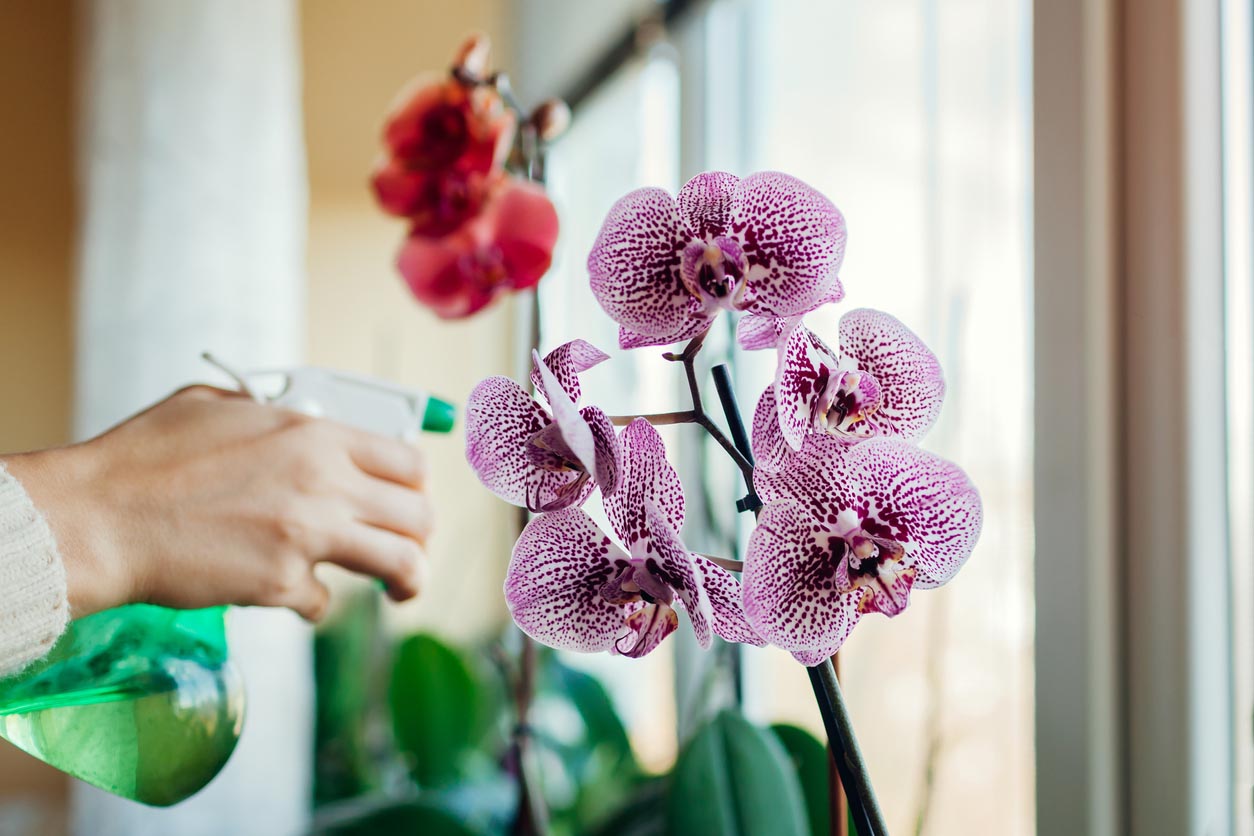 Orchid Care