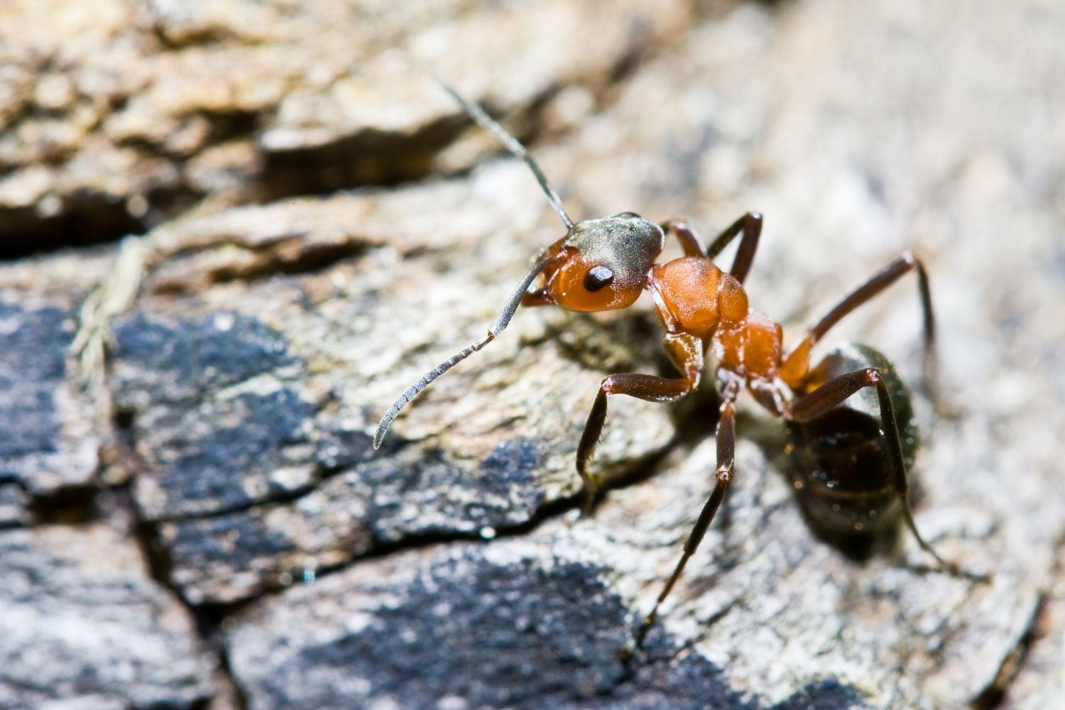 Termites Vs. Ants