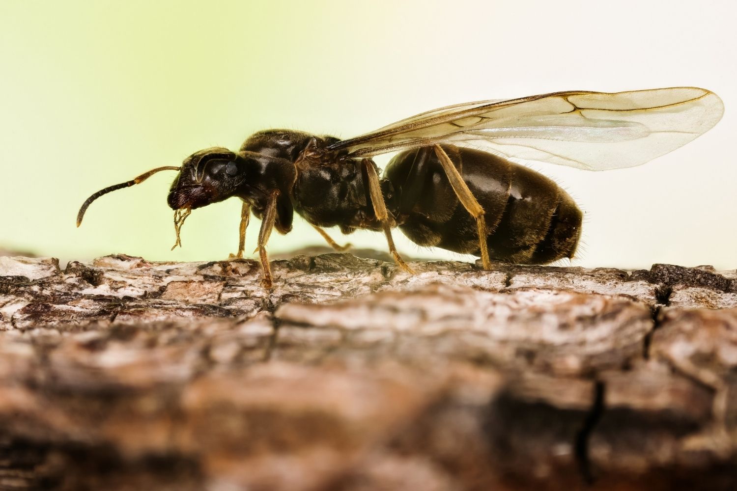 Termites Vs. Ants