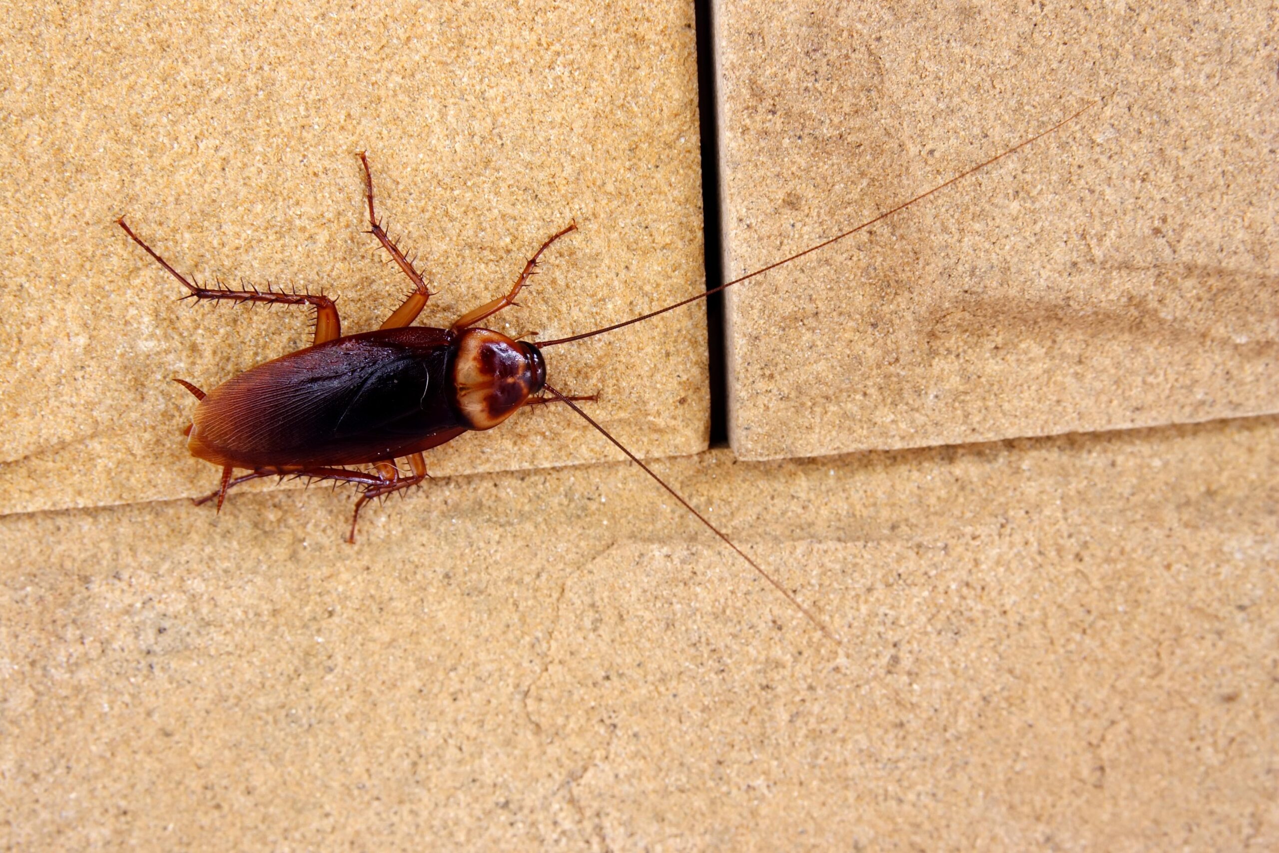 What Attracts Cockroaches? Ways You're Inviting Cockroaches Into Your Home  - Bob Vila