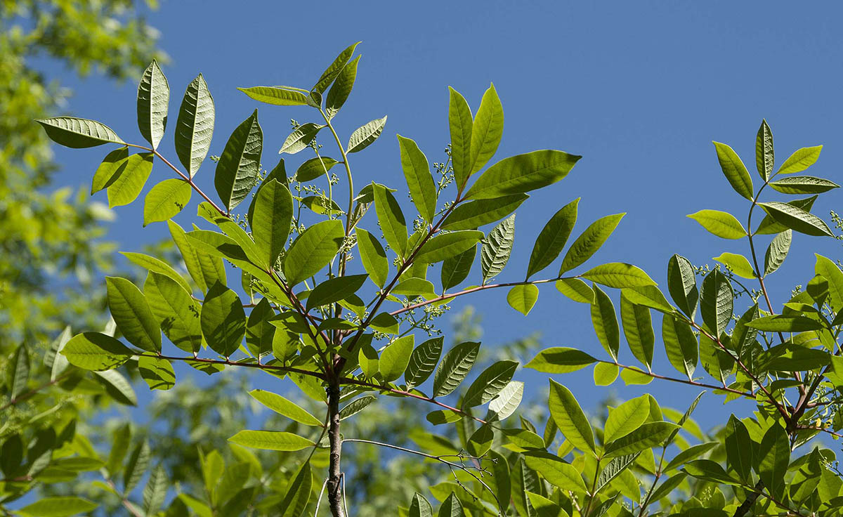 What Does Poison Sumac Look Like