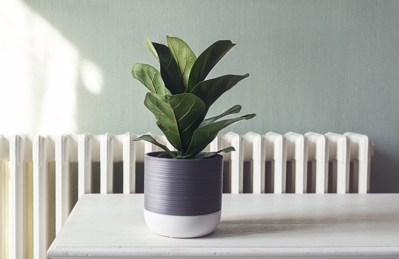 Ficus Lyrata on a white table in front of a radiator