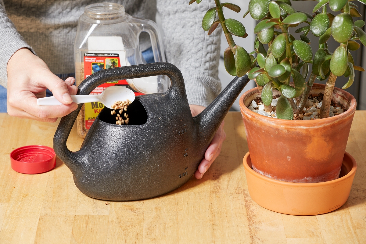 A person is using a plastic spoon to add mosquito dunk to a plastic watering can.