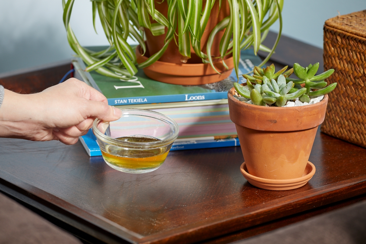 A hand is placing a small clear bowl of apple cider vinegar near indoor potted plants.