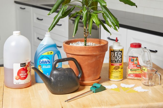 A potted plant surrounded by various supplies to help get rid of gnats.