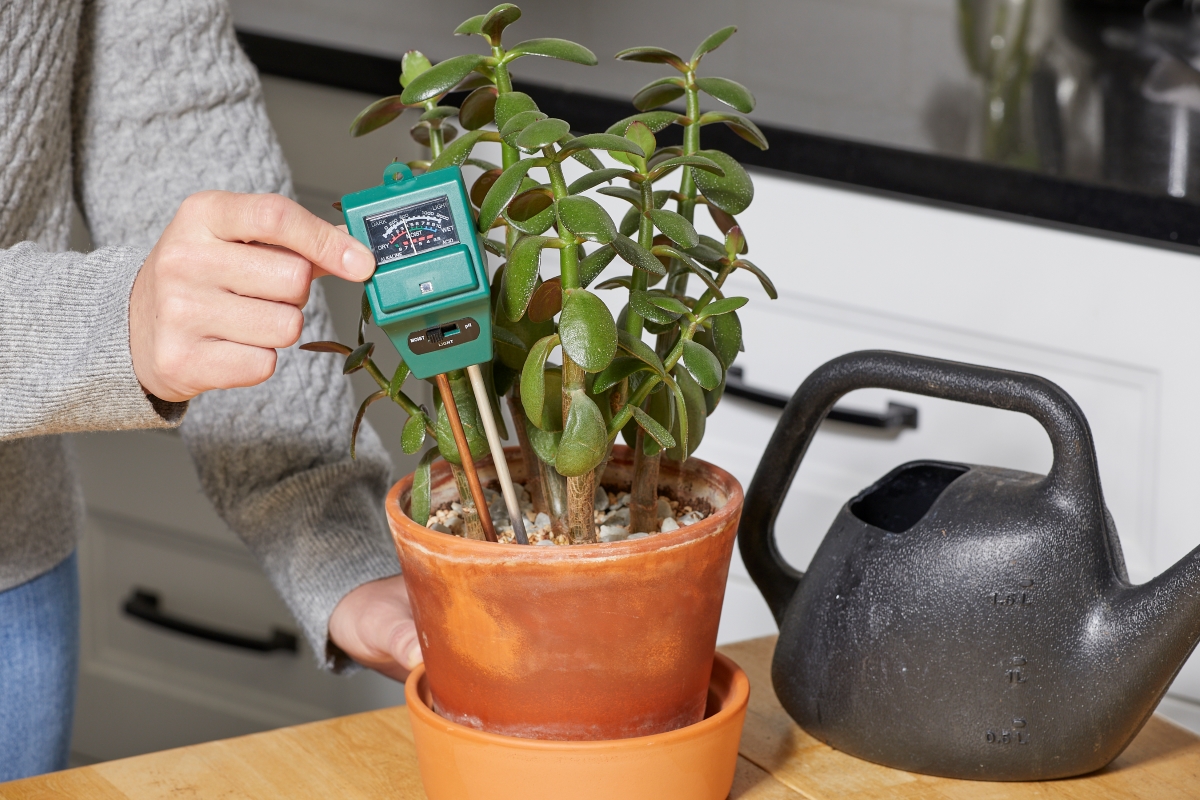 A person is using a soil moisture meter to measure the water content in their potted plant.