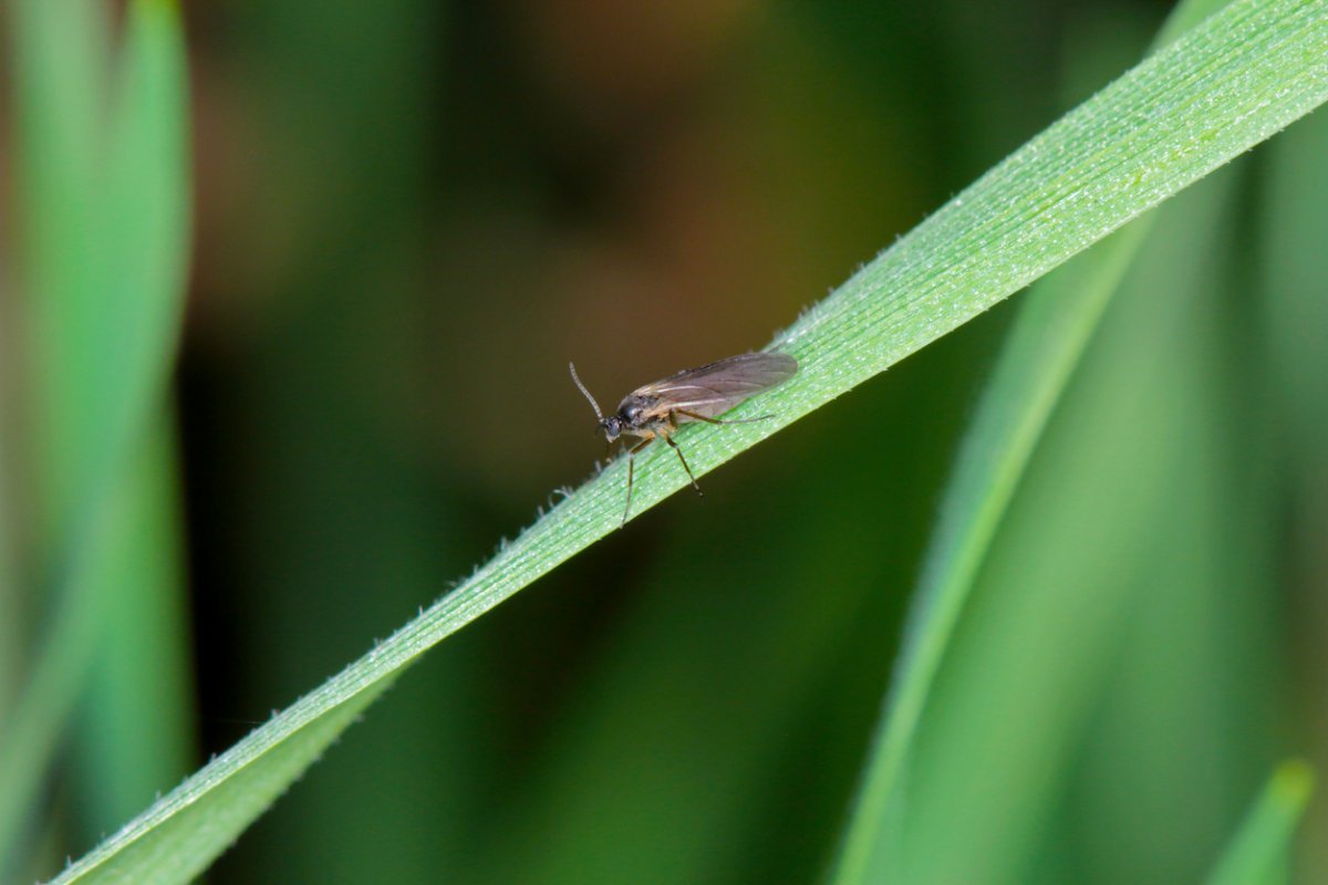 how to get rid of fungus gnats