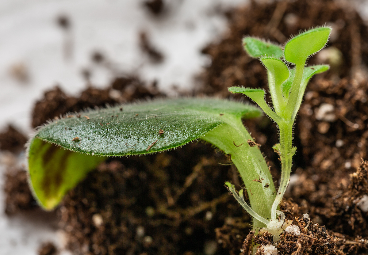 african violet care propagation from leaf cutting