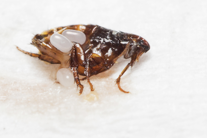 Flea eggs on flea in front of white background