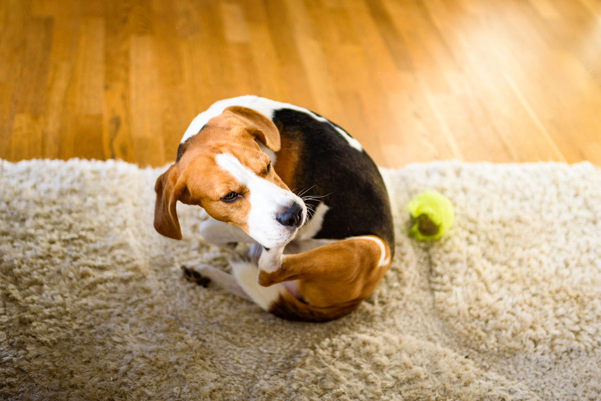 how to kill fleas in carpet