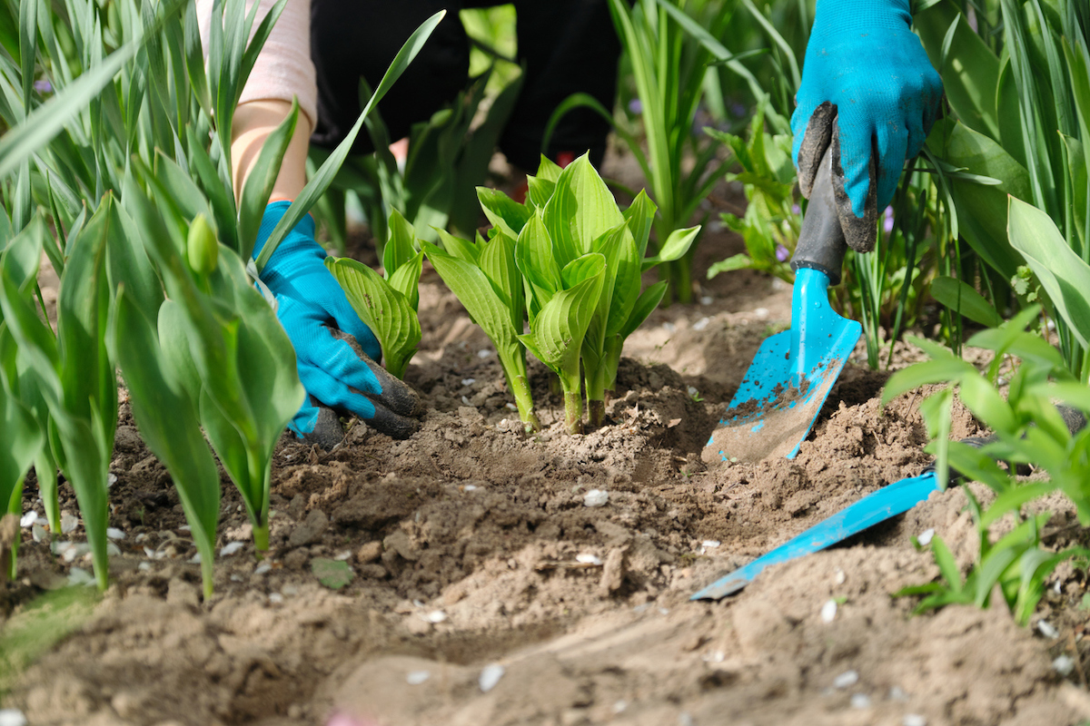 how to divide hostas - planting divided hostas in garden