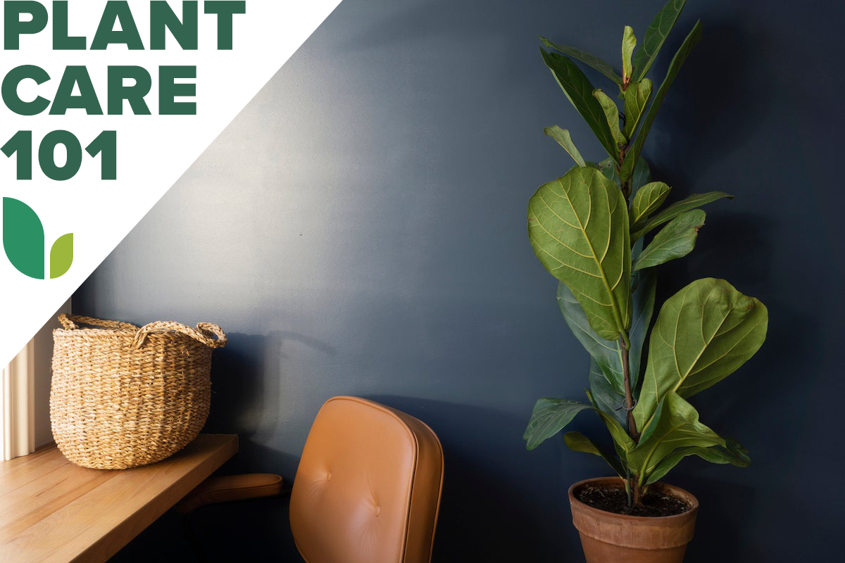 fiddle leaf fig care - how to grow and care for fiddle leaf fig houseplant