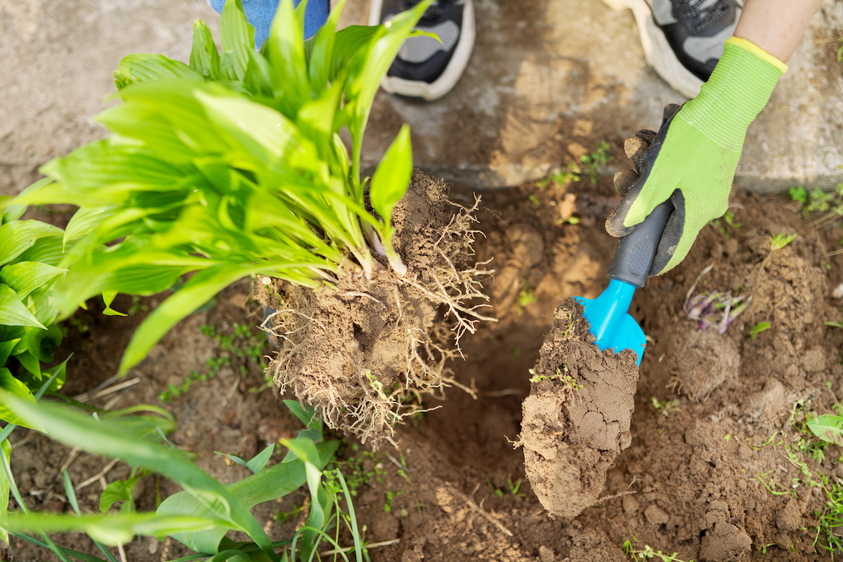 Person uses a small shovel to dig up hostas.