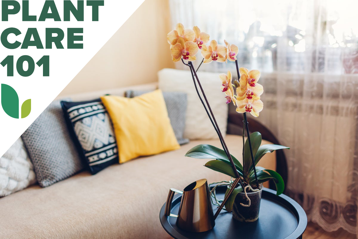 orchid plant care 101 - how to grow orchids indoors