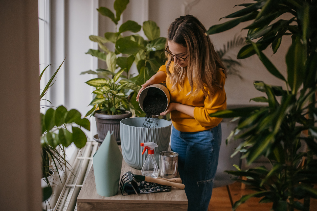 how to get rid of fungus gnats woman repotting plant