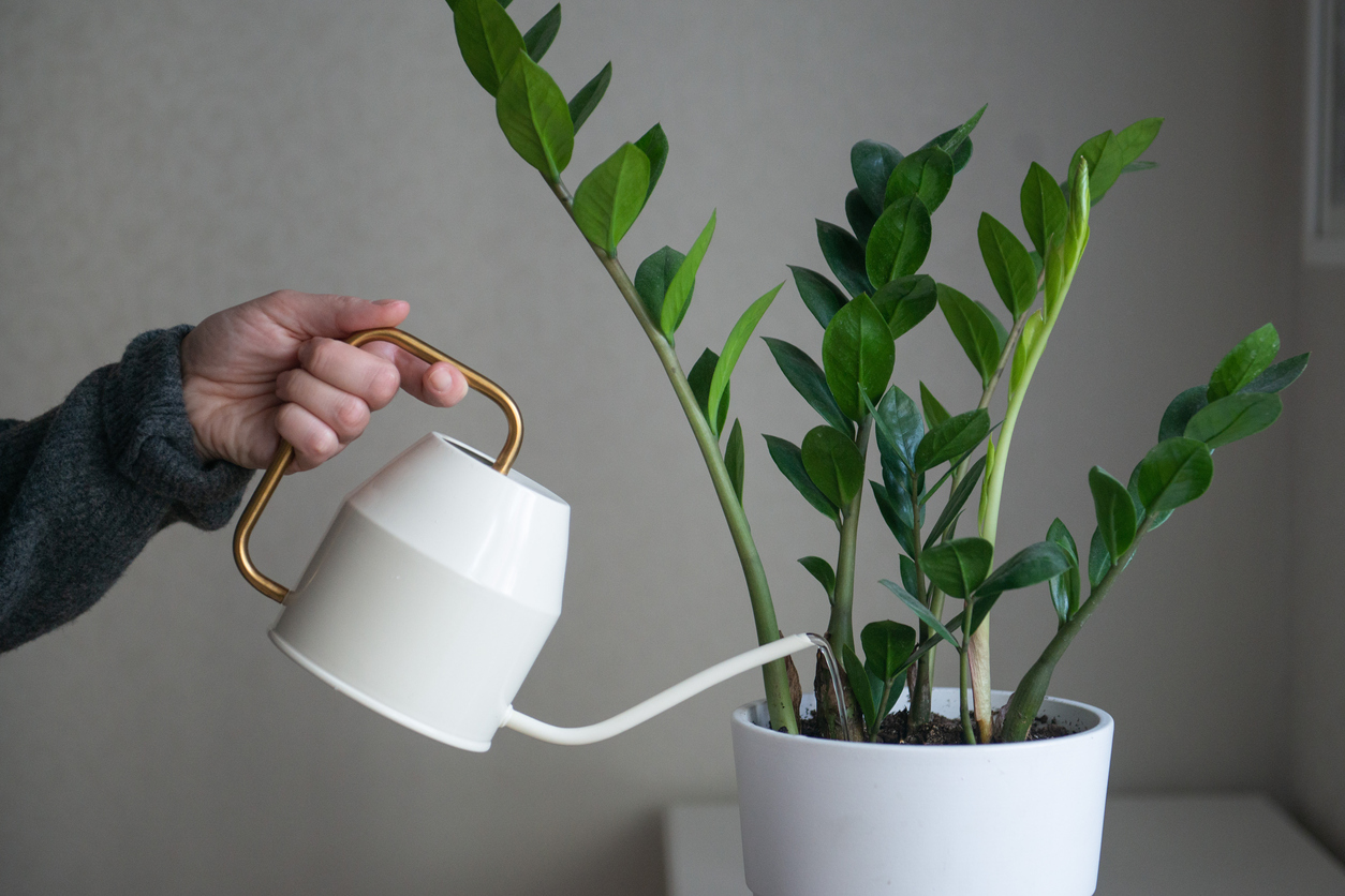 Person in grey sweater watering flower home plant zamioculcas