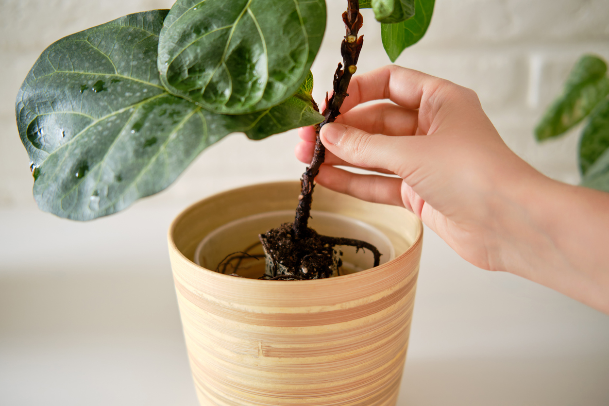 iStock-1433849737 fiddle leaf fig care planitng flddle leaf fig plant