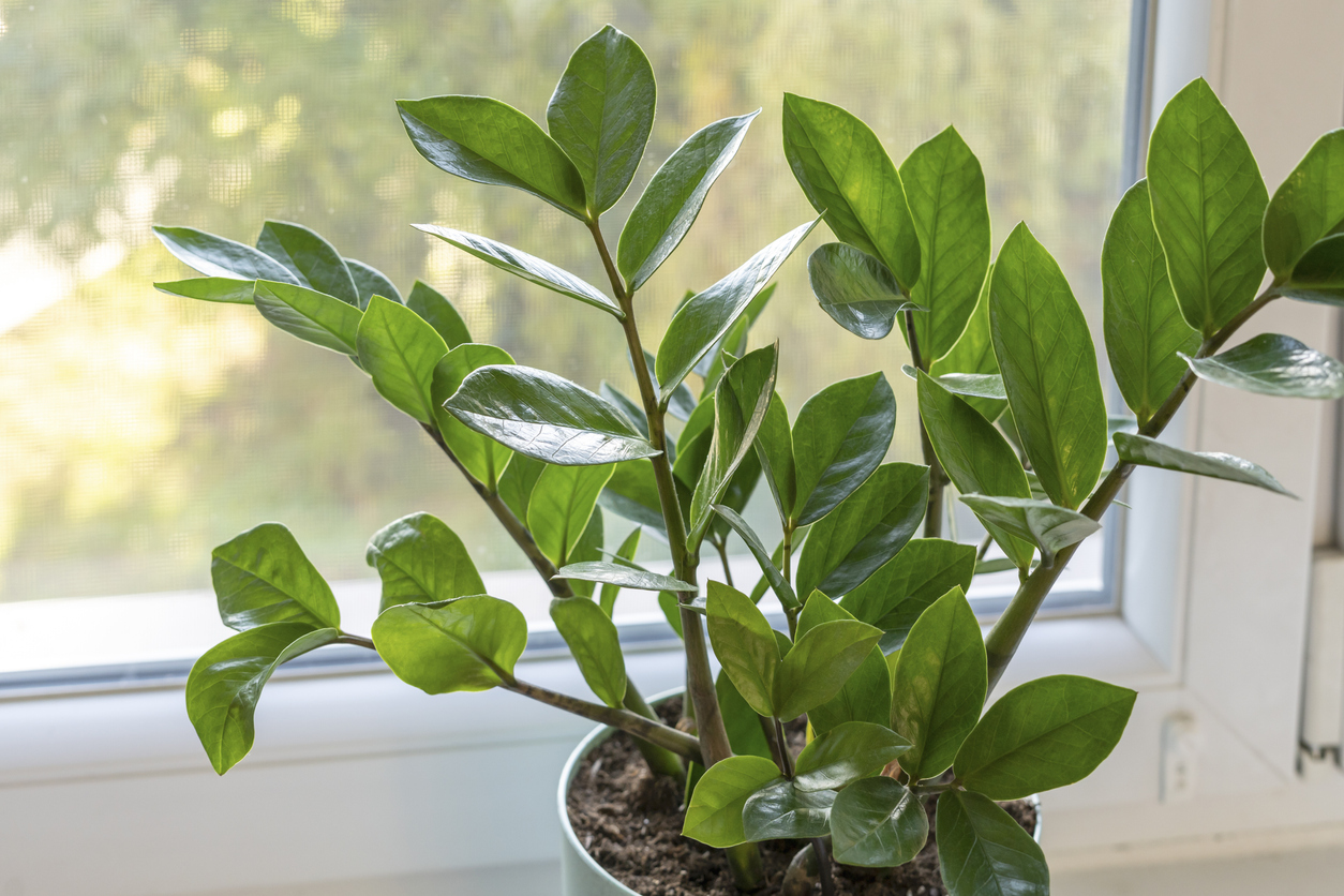 Zamioculcas with green leaves. Home plants, indoor garden, urban jungles. Home plant in the window