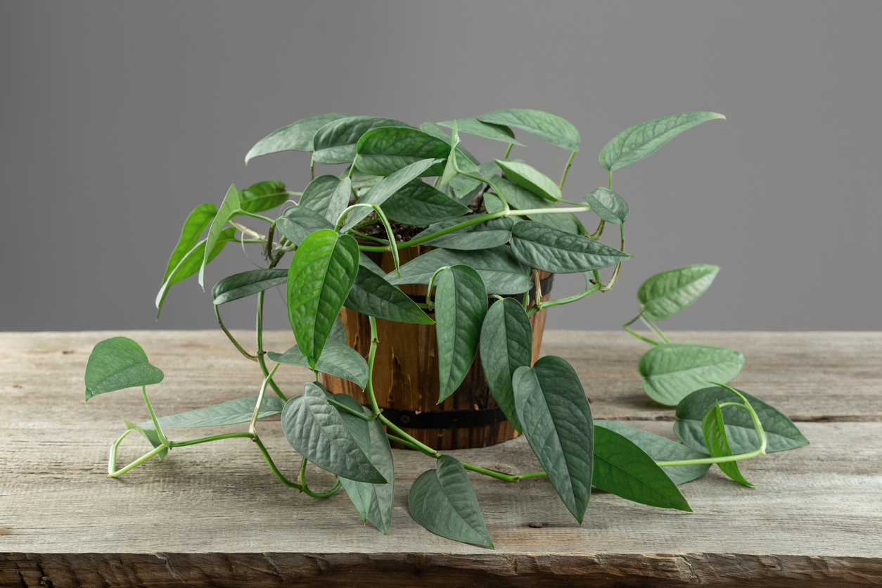 Epipremnum Pinnatum Cebu Blue, Tropical Houseplant with Silver Blue Leaves Colors on the Wooden Table