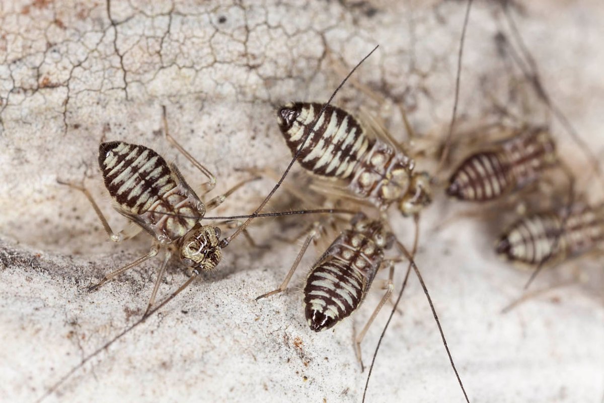 How To Get Rid of Booklice