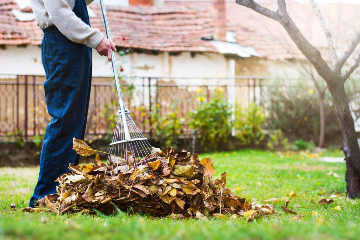 Leaf Removal Near Me