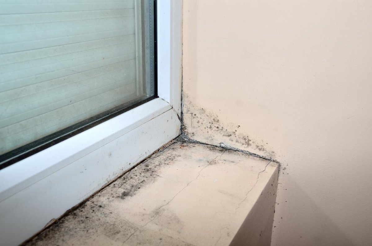 Mold on the Window Sill