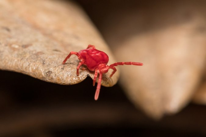 Tiny Red Bugs