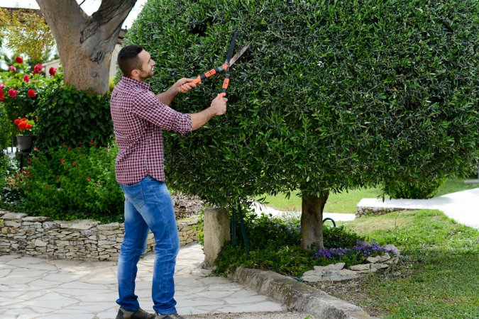 A worker trims a tree.