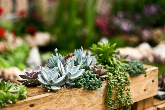 10 Dish Garden Ideas to Bring Life to Your Indoor and Outdoor Spaces