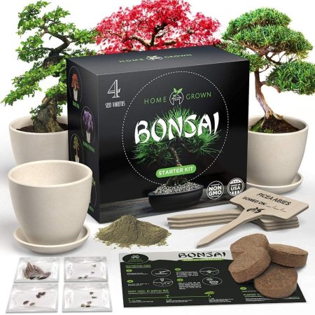  The Best Gifts for Plant Lovers Option: HOME GROWN Bonsai Tree Kit