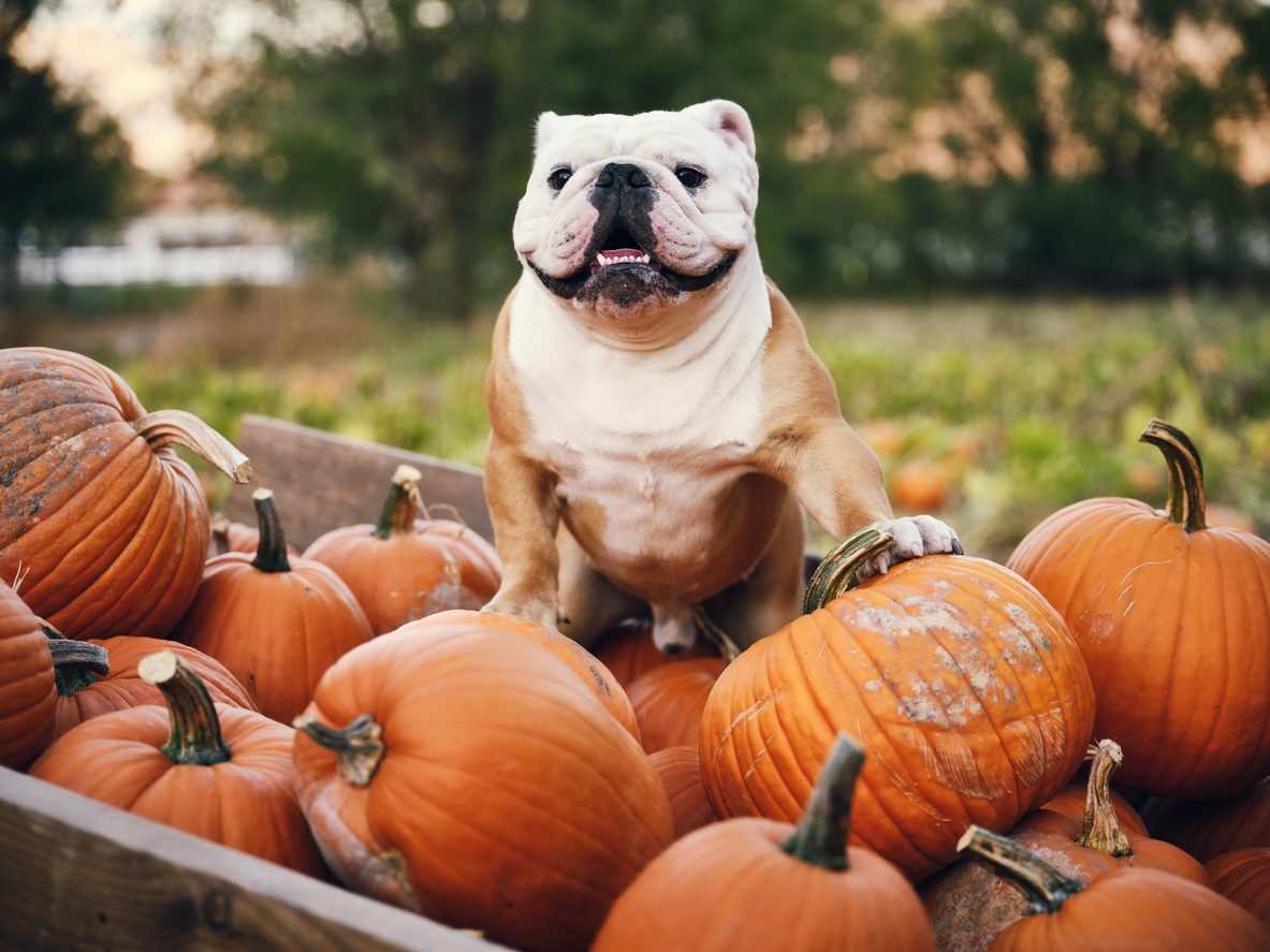 how to keep squirrels away from pumpkins