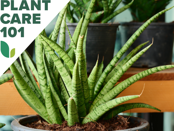 snake plant care 101 - how to grow snake plant indoors