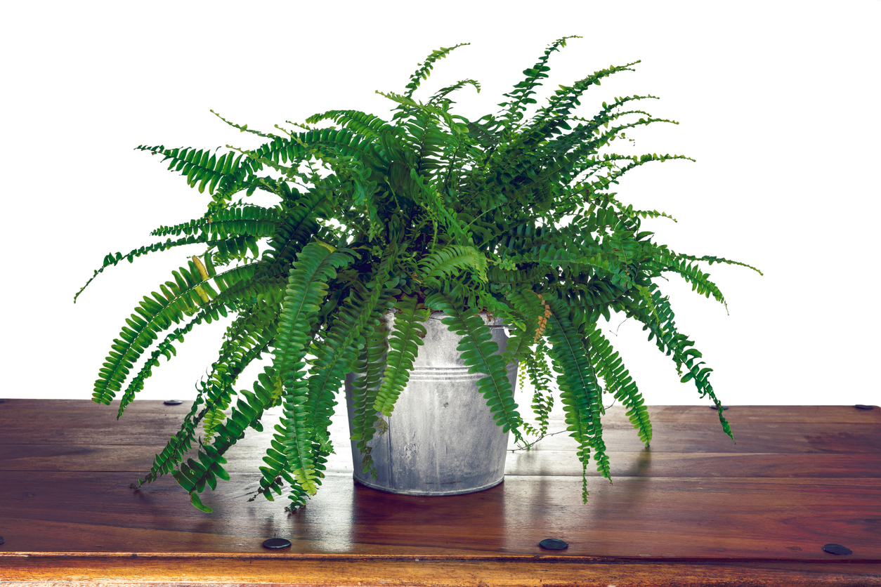 boston fern care