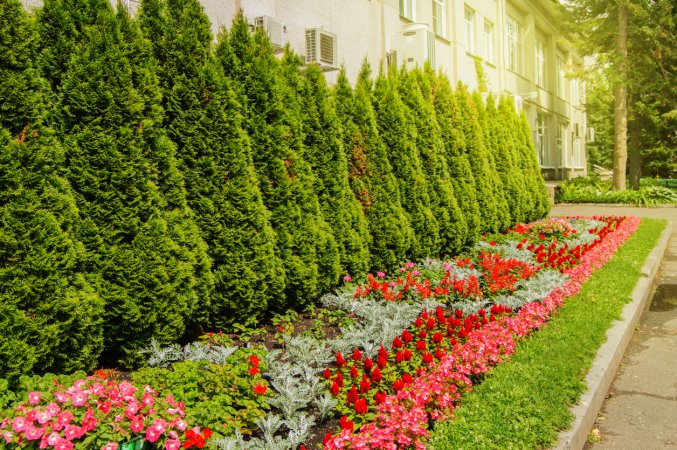 arborvitae turning brown