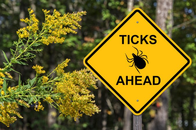 when is tick season