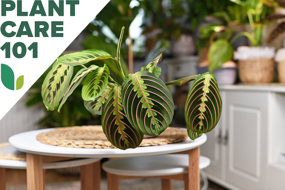 prayer plant care 101 - how to grow prayer plant indoors