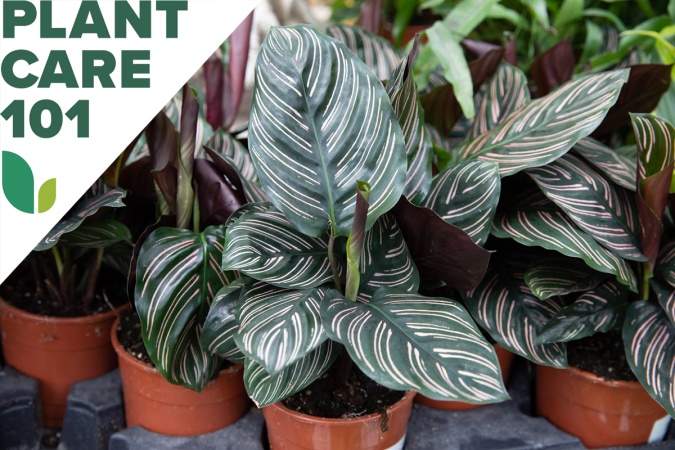 calathea plant care 101 - how to grow calathea plant indoors