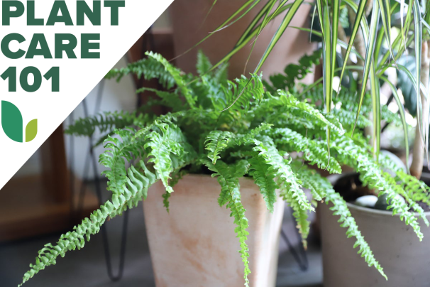 Boston Fern Care 101: Mastering the Most Finicky Fronds - Bob Vila