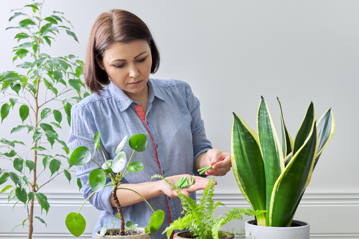 iStock-1307635272 Snake Plant Care Fertilizing Snake Plants and other house plants