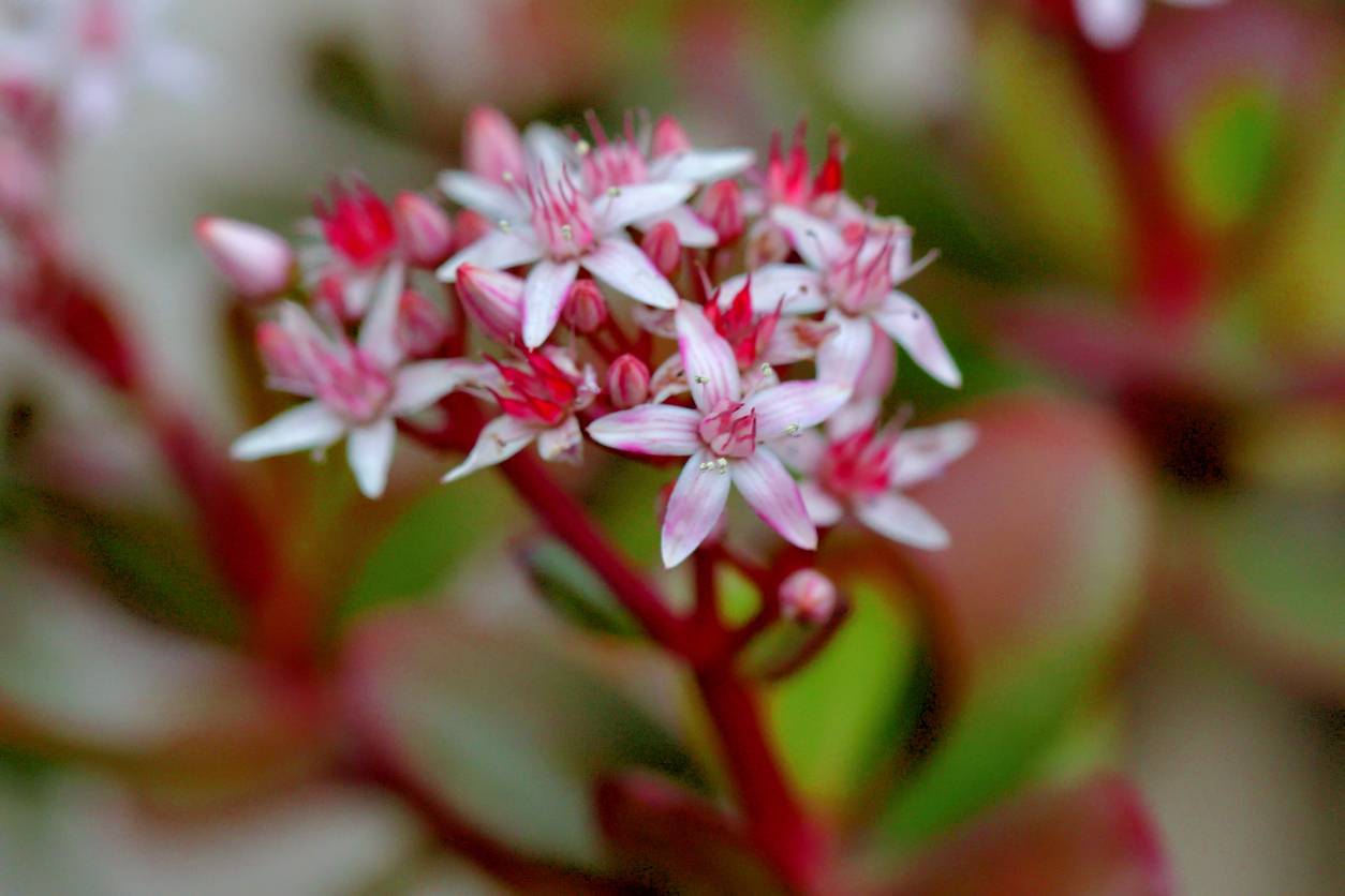 Crassula ovata, which is commonly called jade plant, money plant or dollar plant, is a popular branched succulent shrub, native to South Africa. Tiny flowers, which are white to pink, may appear in spring. They are widely grown as house plants, but need very bright light to grow well and a sunny position if they are to flower.