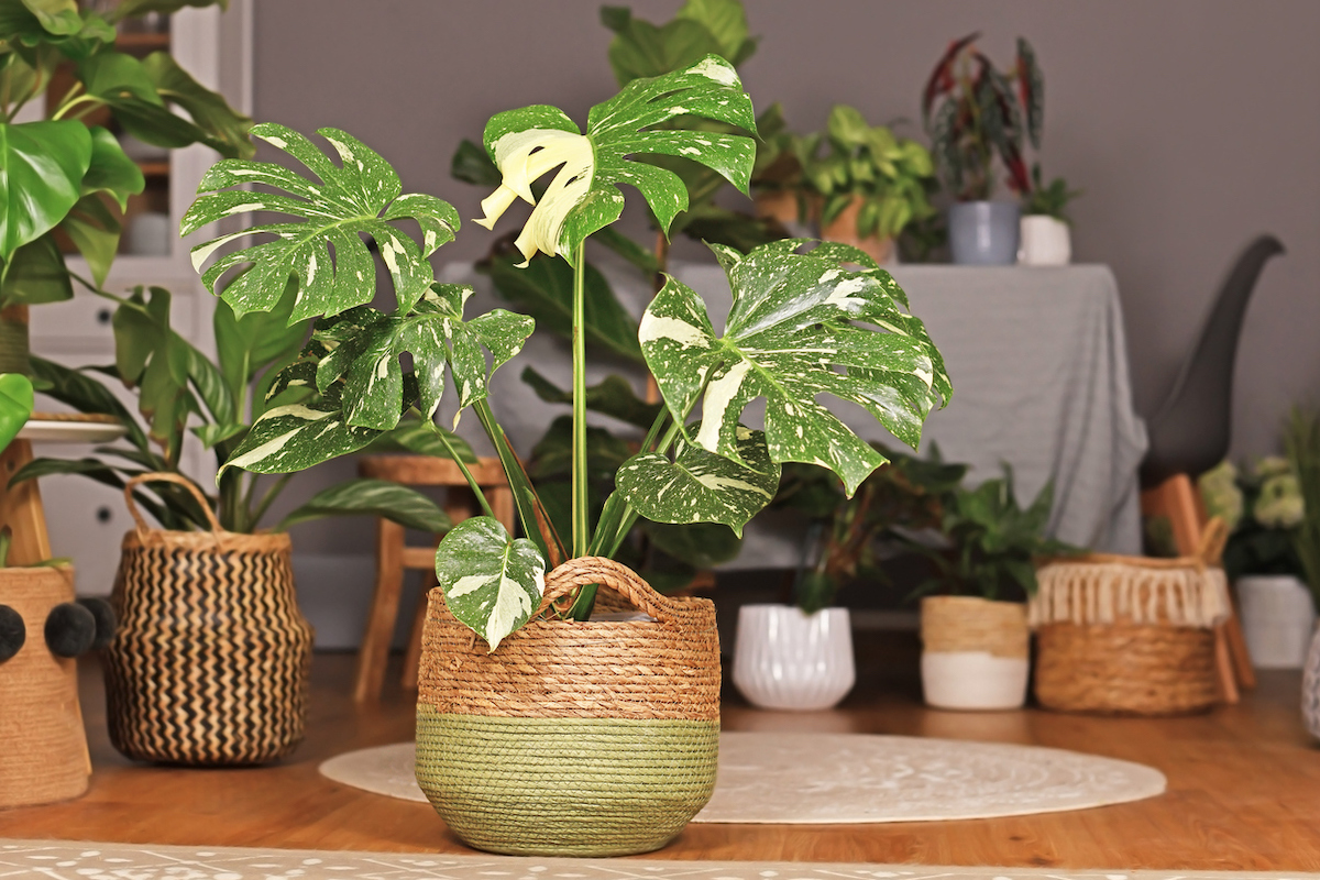 monstera care