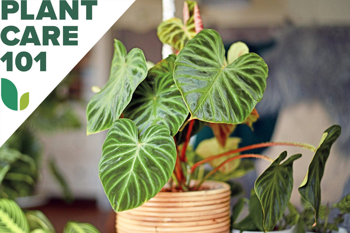 philodendron plant care 101 - how to grow philodendron indoors