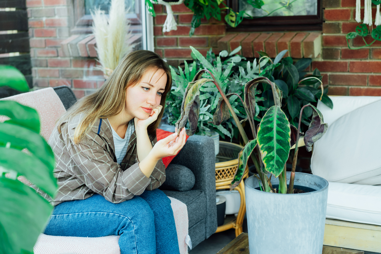 Young upset, sad woman examining dried dead foliage of her home plant Calathea. Houseplants diseases. Diseases Disorders Identification and Treatment, Houseplants sun burn. Damaged Leaves