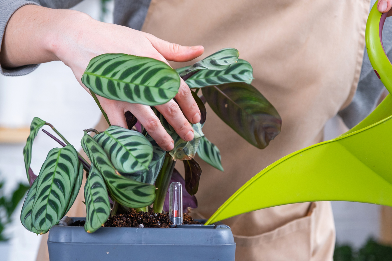 Pot for plants with automatic watering, transplanting Calathea into a double pot, watering from a watering can, assembling a water tank.