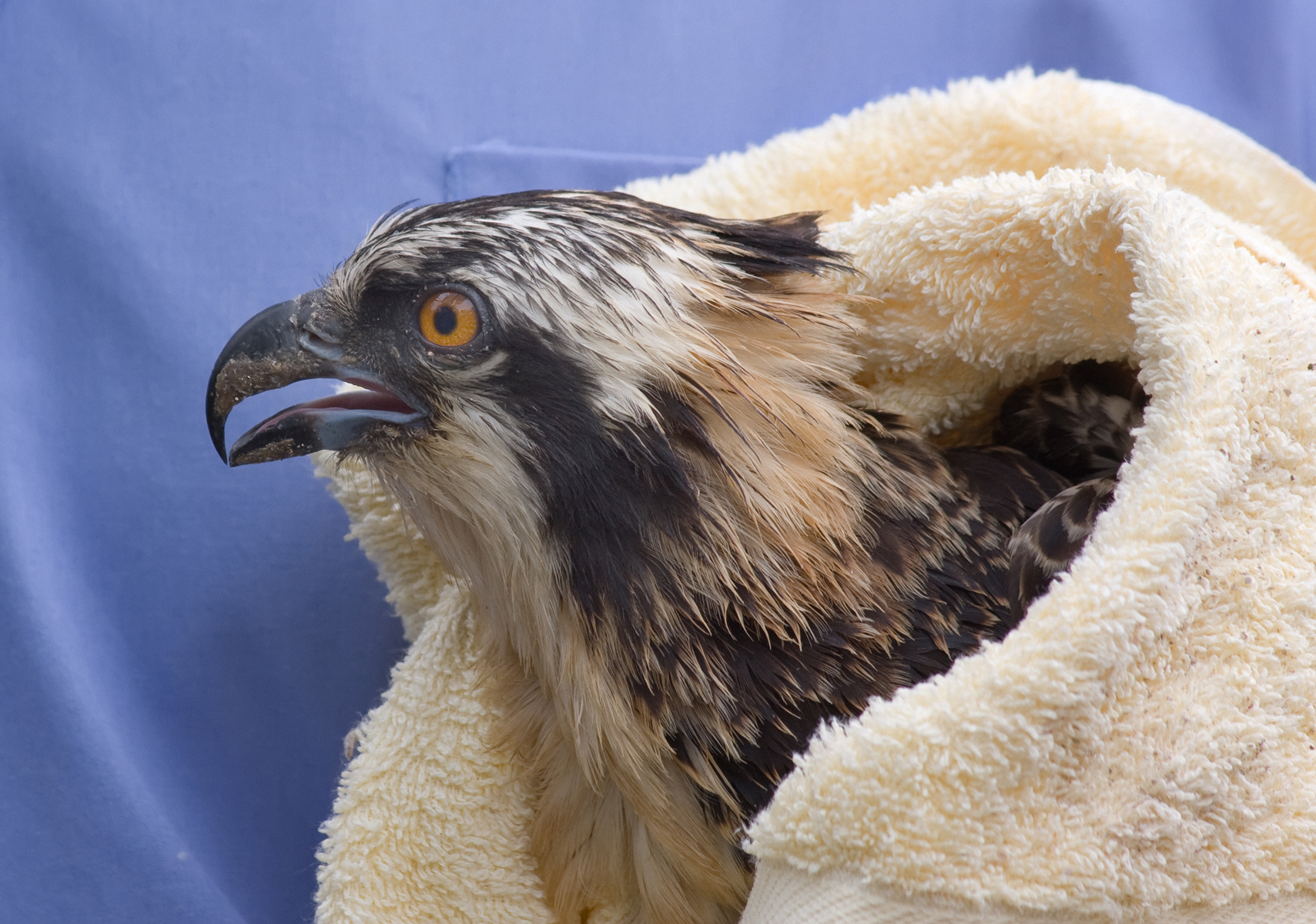 a Bird of Prey in a bird sanctuary