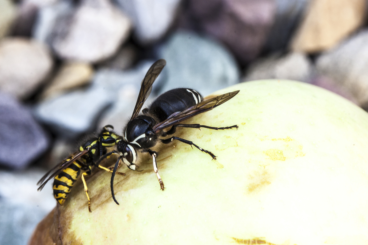 hornet vs wasp