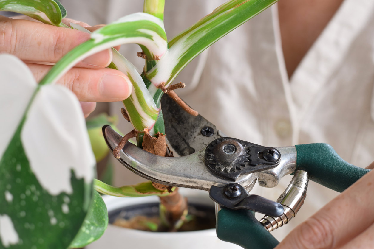 Using shears to propagate a Philodendron plant at home.