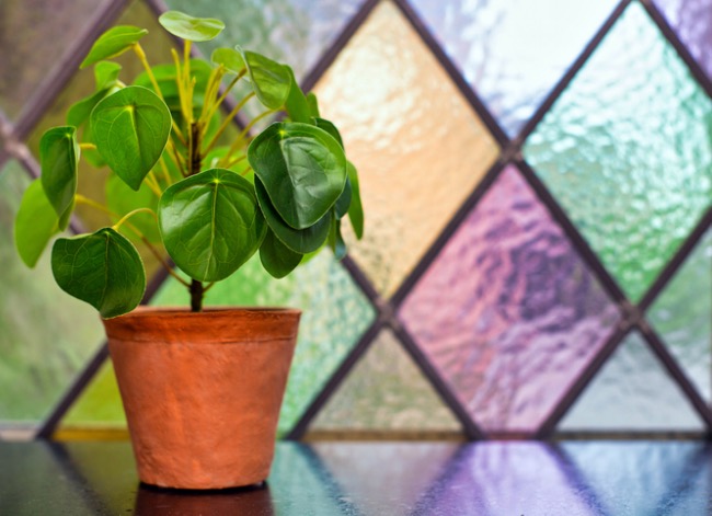 pilea care 101