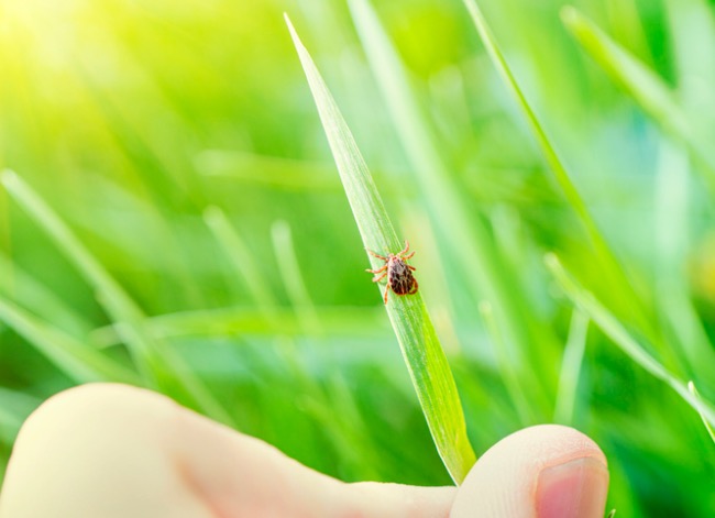 when is tick season - closeup of hand holding a tick on a blade of grass